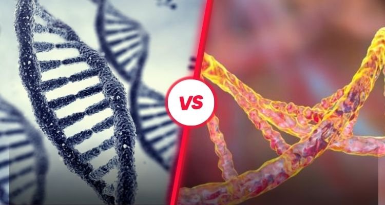 What is the Difference Between Genotype and Phenotype?