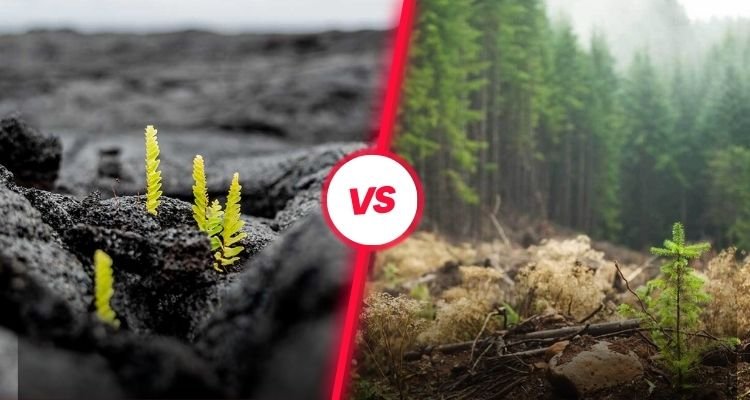 What is the Difference Between Primary and Secondary Succession?