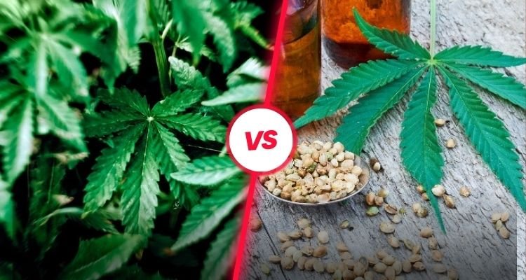 What is the Difference Between THC and CBD?