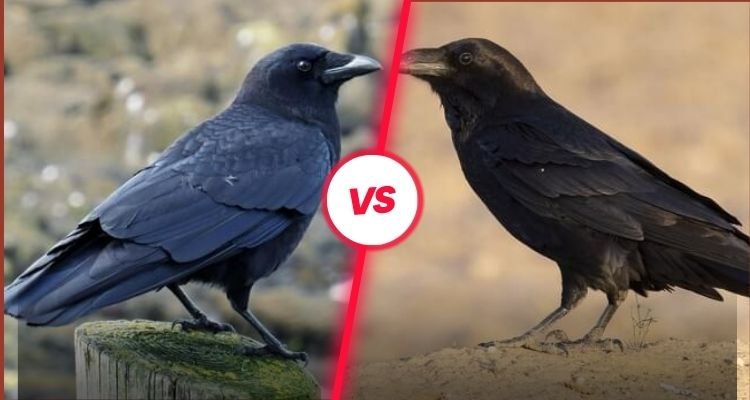 What is the Difference Between a Crow and a Raven?