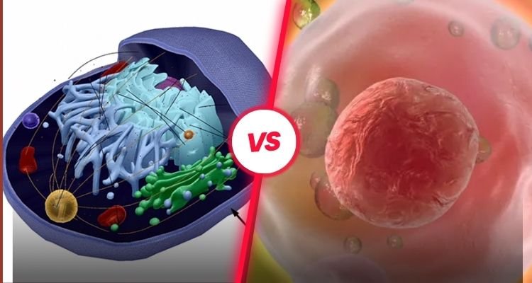 What is the Difference Between Active and Passive Transport?