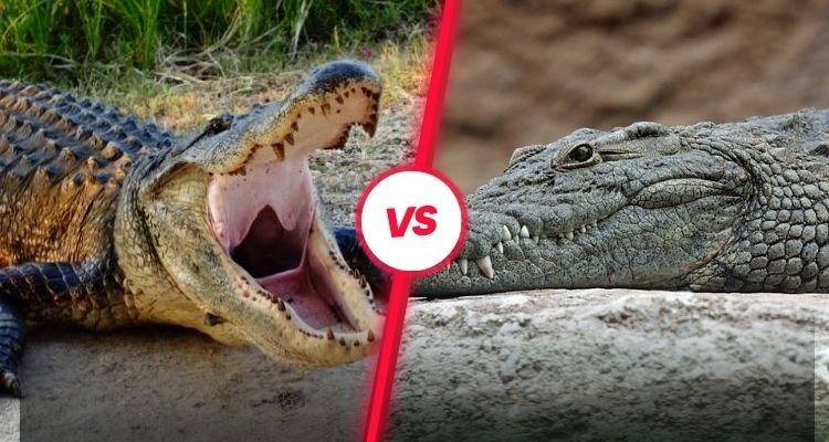 What is the Difference Between an Alligator and a Crocodile?