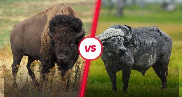 What is the Difference Between Bison and Buffalo?