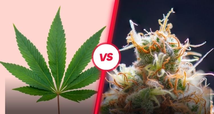 What is the Difference Between Indica and Sativa?