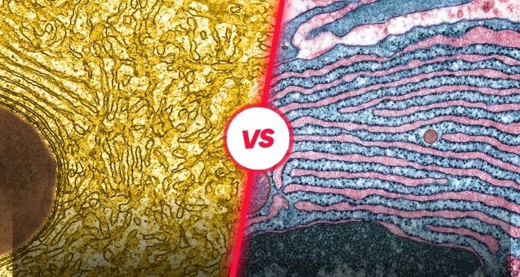 What is the Difference Between Smooth and Rough Endoplasmic Reticulum (ER)?