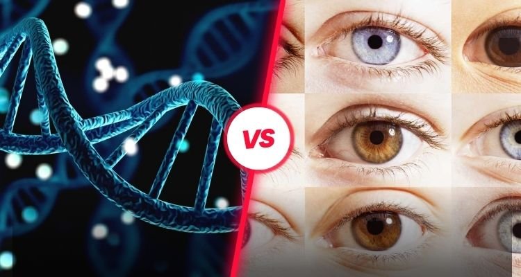 What is the Difference Between a Gene and an Allele?