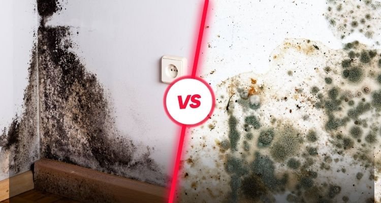 What is the Difference Between Mold and Mildew?