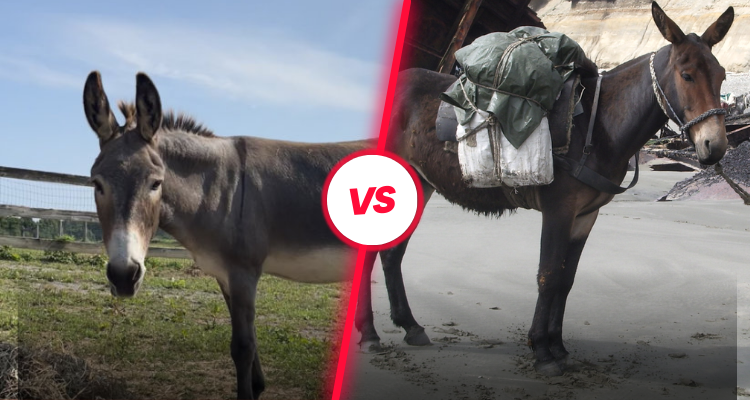 What is the Difference Between a Donkey and a Mule?