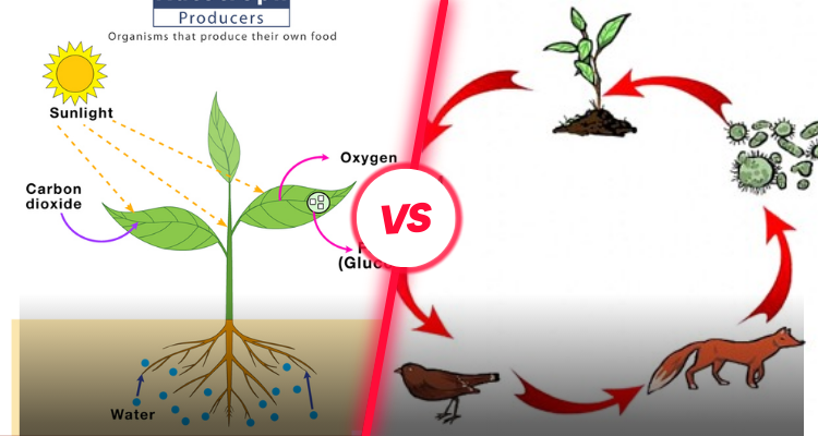 what is the difference between an autotroph and a heterotroph