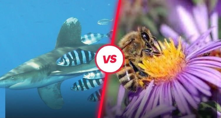 what is the difference between commensalism and mutualism