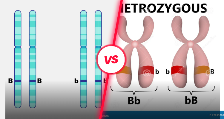 what is the difference between homozygous and heterozygous