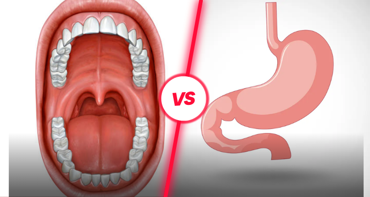 What is the Difference Between Mechanical and Chemical Digestion?